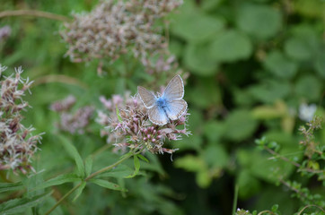 Papillon Argus bleu nacr&eacute; (Polyommatus coridon)