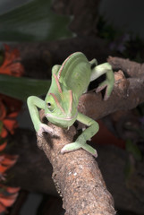 Jemenchamäleon (Chamaeleo calyptratus) - Veiled chameleon © bennytrapp
