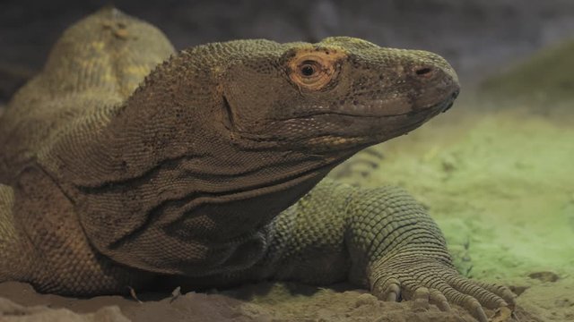 Komodo dragon in holding pen