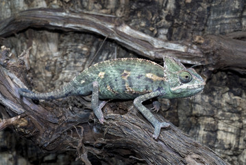 Jemenchamäleon (Chamaeleo calyptratus) - Veiled chameleon - obrazy, fototapety, plakaty