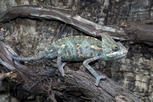 Jemenchamäleon (Chamaeleo calyptratus) - Veiled chameleon