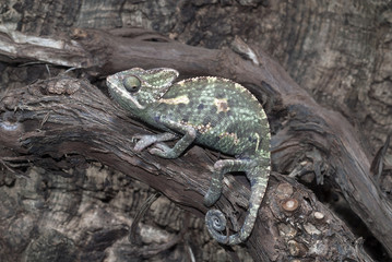 Jemenchamäleon (Chamaeleo calyptratus) - Veiled chameleon © bennytrapp