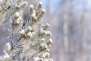 Winter pine tree branches covered with snow. Frozen tree branch in winter forest.