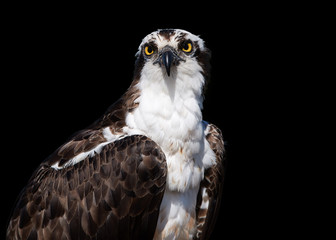Isolated on black background, portrait of wild Osprey, Pandion haliaetus. Close up wild raptor, staring directly at camera. Bird of prey catching fish. Europe.