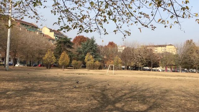 A city park in autumn with dry yellow grass due to drought in Turin, Italy, with pigeons and crows.