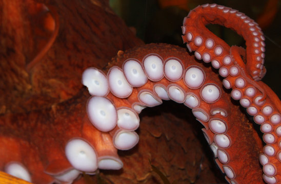 A Giant Pacific Octopus (Enteroctopus dofleini) shows off one of his/hers impressive tentacles