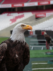 Portrait of an American Bald Eagle inside Soccer Stadium