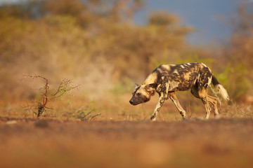 Alpha female of African Wild Dog, Lycaon pictus in typical hunting pose with with his head bowed to the ground. African wildlife photography, low angle and colorful light. KwaZulu natal, South Africa.