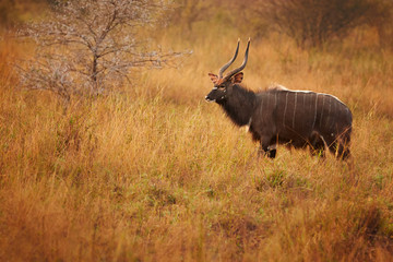 Naklejka na ściany i meble Beautiful adult male of Nyala Tragelaphus angasii with big horns on a dry savanna on pasture. Colorful early morning backlight. South Africa, KwaZulu Natal.