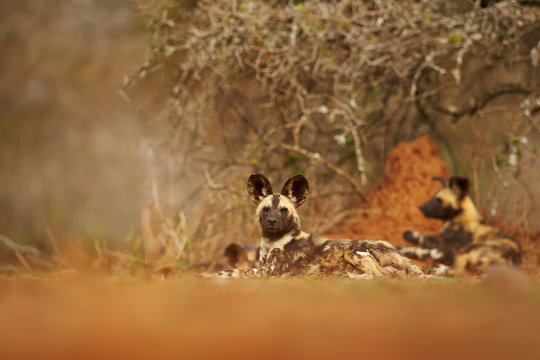 Pack of African Wild Dogs resting under the bush after hunt against orange termite hill in background. Ground level wildlife photography in soft, colorful light. Zimanga, KwaZulu natal, South Africa