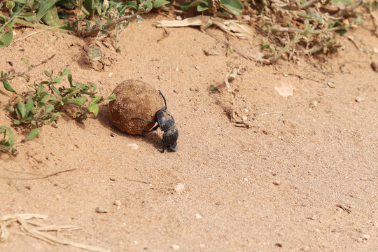 A dung beetle rolling a ball of dung up a hill. This image symbolizes hard work or perseverance. 