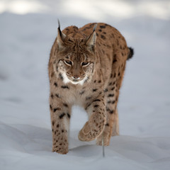 Close up front view of Eurasian Lynx Lynx lynx in winter in the movement on snowy ground. 