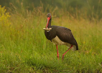 Close up, low angle, direct photo of large wading bird with red legs,  Black Stork, Ciconia _nigra  with silver fish in its red beak. Grassy steppe wildlife photography, Hortobagy, Hungary.