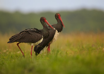 Low angle photo, two Black Storks, Ciconia _nigra on hunt in summer grassy steppe, against distant blurry green background. Wildlife photography in Hortobagy, Hungary, Europe.