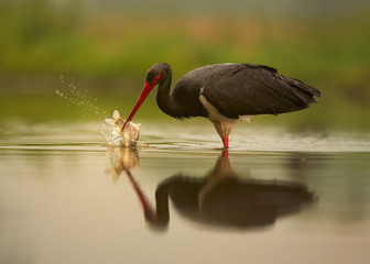Wildlife photography. Big Black Stork, Ciconia nigra  fishing in shallow lagoon reflecting orange...