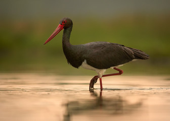 Low angle photo of isolated Black Stork, Ciconia nigra , large bird with red beak and legs, walking in shallow lagoon reflecting orange sky. Wildlife photography in Hortobagy, Hungary, Europe.