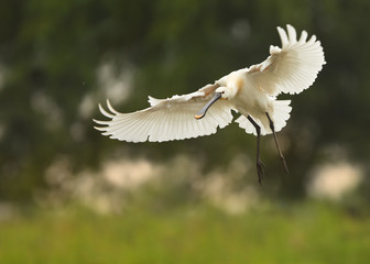 Eurasian Spoonbill, Platalea leucorodia, large, white colored wading bird landing with spread wings on a small lagoon. Summer in europen wetland, blurred forest in background.Europe, Hungary