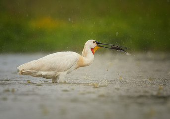 Wild white water bird Eurasian Spoonbill Platalea leucorodia, catching the fish , wading in the...