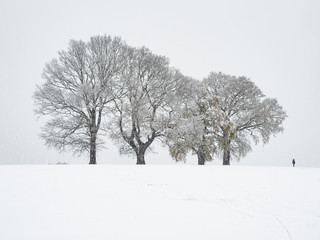 Fototapeta na wymiar 4 trees in snow
