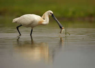 Close up Eurasian Spoonbill, Platalea leucorodia, bird having fish in huge unusual beak, hunting in...