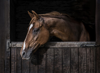 Thoroughbred horse