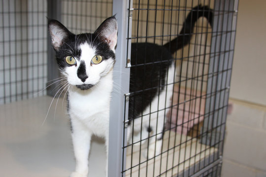 Beautiful Tuxedo Cat looks out of his animal shelter cage with hope, as he hopes for a new forever home.