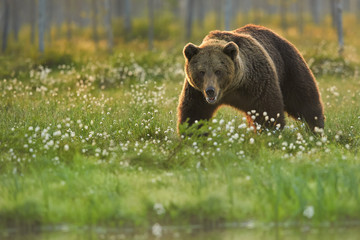 Obraz na płótnie Canvas Close up photo of a wild, big Brown Bear, Ursus arctos, huge male in movement on arctic meadow covered on flowering grass lit by early morning colorful light. Wildlife photography in taiga wilderness