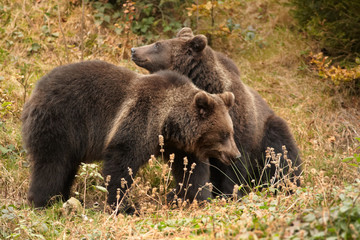 Two Brown bears, Ursus arctos, playing on the rock against spruce background. Wild beast in colorful autumn. Brown Bear in natural environment. Europe. 