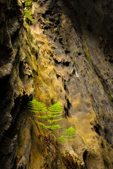 Leaves In Sunlight In Tree