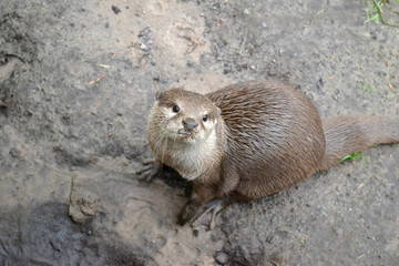 Otter