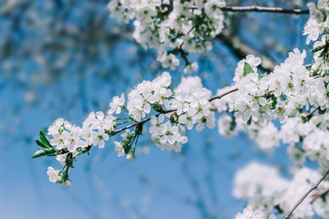 Obraz premium White flowers blossom in spring. Nature background