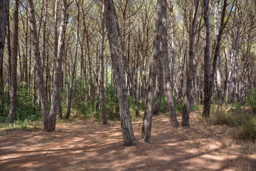Fototapeta premium Mediterranean pine forest