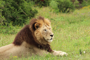 Plakat A close up shot of a Lion's head