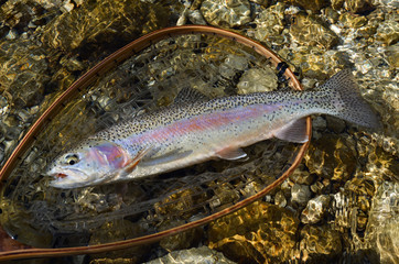 Truite arc en ciel prise &agrave; la mouche
