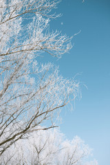 branches with snow on blue sky background, winter forest, beautiful wild landscape