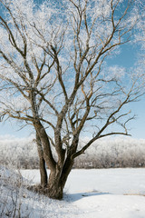 bright winter forest and river with snow, beautiful wild landscape with trees and glade