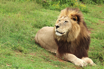 Obraz na płótnie Canvas A lion (Panthera leo) lying down on green grass. 