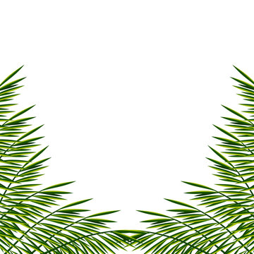 Vector bunner with palm leaves. Summer illustration. Exotic tropical poster with palm foliage.