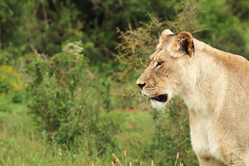 Fototapeta premium A close up shot of a lioness living in the wild