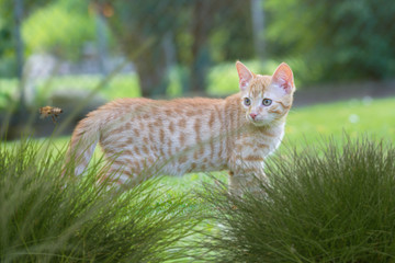 little red kitten in the garden
