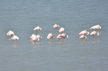 Fototapeta premium Greater Flamingo 