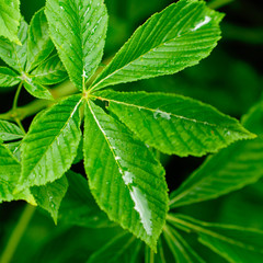 green leaves with dew
