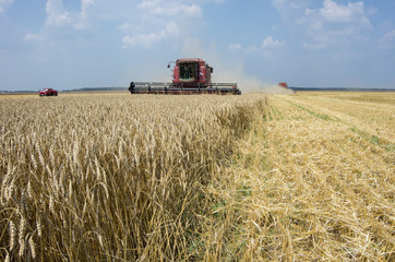Fototapeta premium harvesting on a field of wheat
