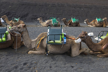 Fototapeta premium Camel Rides at Timanfaya National Park in Lanzarote, Spain.