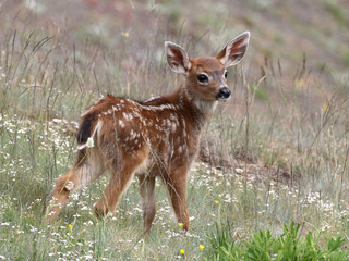 Young Deer Posing