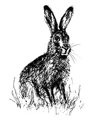 Hare © schwammkopf