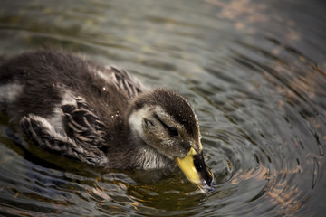 Close up of Duck in water