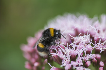 Bee hunting on flower