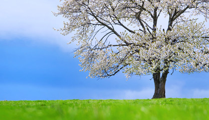 Fototapeta premium Spring blossom cherry tree. Blue sky green grass 