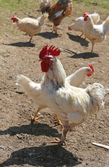 rooster with red crest with long paws amid many other hens in the henhouse